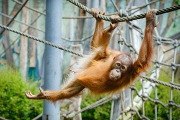 baby orangutan swinging on the rope