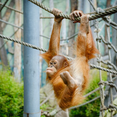 Naklejka premium baby orangutan swinging on the rope