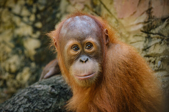 close up portrait of baby orangutang