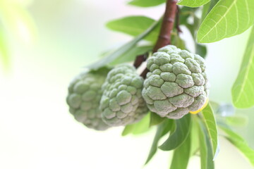 Fresh cherimoya fruits on branch with green leaves