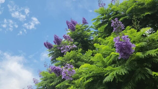 Blooming branches of jacaranda (Jacaranda mimosifolia) in Mediterranean nature in autumn