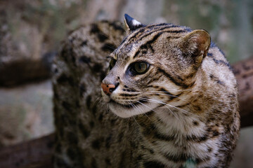 close up portrait of fishing cat