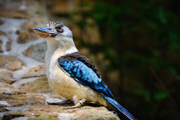 portrait of blue-winged kookaburra kingfisher