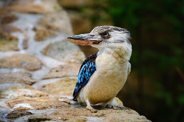 portrait of blue-winged kookaburra kingfisher