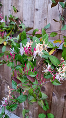 Close up of a honeysuckle plant and flowers growing on a wooden fence