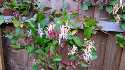 Close up of a honeysuckle plant and flowers growing on a wooden fence