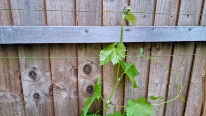 Close up of young grape plant leaves