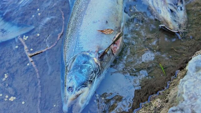 Salmon died after the reproductive function. North America, Canada. Chinook salmon decomposes, adding nutrients to the stream. Dead salmon fish after run for spawning and to lay roe or eggs.