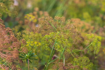 Dill - an immature flower on a flower bed. An ant crawls after a flower.