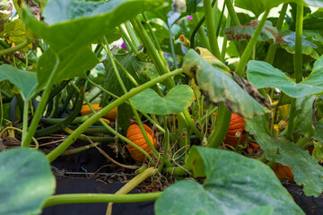 Pumpkin on the ground with autumn leaves in the garden.