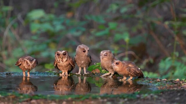 Collared Scops Owl Little baby Owl  drink water in a small pond with cute furry family