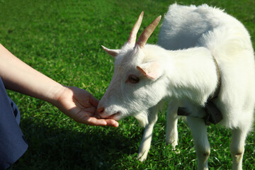 Obraz premium goat on the meadow.Petting zoo