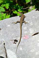Mosor rock lizard // Mosoreidechse (Dinarolacerta mosorensis) - Orjen mountains, Montenegro