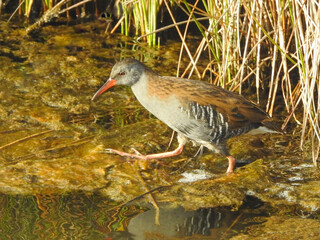 Water Rail (Rallus aquaticus)