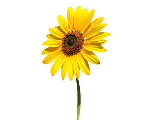 Fototapeta premium Helianthus annuus