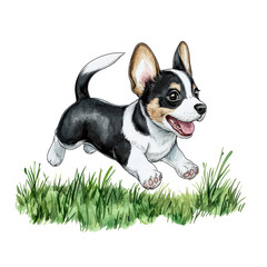 Happy corgi puppy running on green grass, playful and energetic, isolated on transparent background.