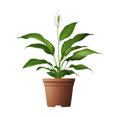 Fototapeta premium Peace lily plant in a brown pot with lush green foliage, isolated on transparent background.