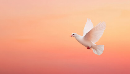 Fototapeta premium peaceful dove flying through golden sky at sunset, symbolizing hope and tranquility. soft hues of sky enhance serene atmosphere of this beautiful moment