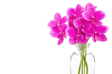 Vibrant pink orchids in a clear glass vase isolated on transparent background.