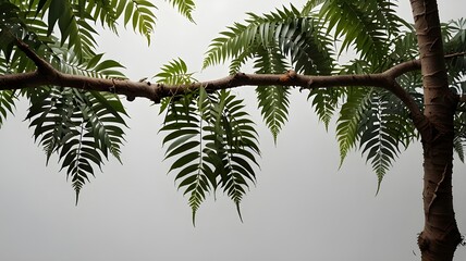 Fototapeta premium Image of a twisted jungle branch with a plant growing. white background.