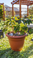 A small plant is in a brown pot on the grass