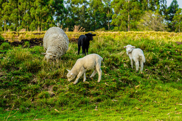 Sheep in the field. Nature