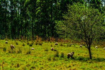 Sheep in the field. Nature