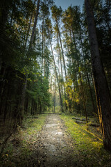 A path through a forest with trees on either side
