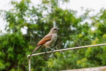 Bird in the field