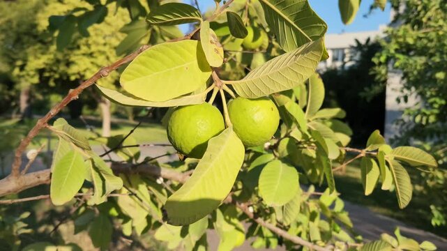 Fruits and leaves of the guava, lemon guava or apple guava (Psidium guajava) is a small tree in the myrtle family native to Mexico, Central America, the Caribbean and northern South America.