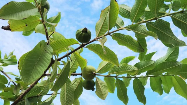 Fruits and leaves of the guava, lemon guava or apple guava (Psidium guajava) is a small tree in the myrtle family native to Mexico, Central America, the Caribbean and northern South America.