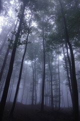 Dark silhouettes of deciduous and evergreen trees tower into the foggy sky at dawn. Scary scene of...