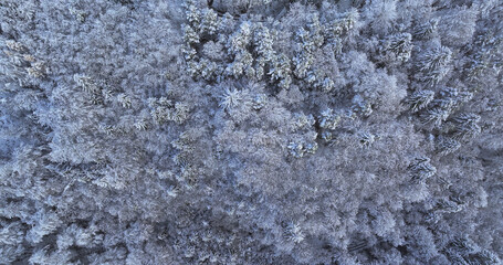 AERIAL, TOP DOWN: Flying over the snow-covered canopies of a quiet dense spruce forest covering the hilly countryside. Fresh snow covers the idyllic woodlands of Slovenia on a perfect day in December.