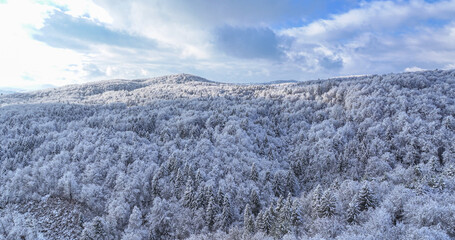 AERIAL: Scenic drone view of the snow-capped spruce forest sprawling across the expansive hilly countryside. Flying over the dense snowy woodlands covering a remote mountain on a sunny winter day.