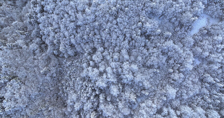 AERIAL, TOP DOWN: Fresh snow covers the idyllic woodlands of Slovenia on a perfect day in December. Flying over the snow-covered canopies of a quiet dense spruce forest covering the hilly countryside.