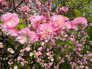 Spring blossom pink flowering almond flowers.
