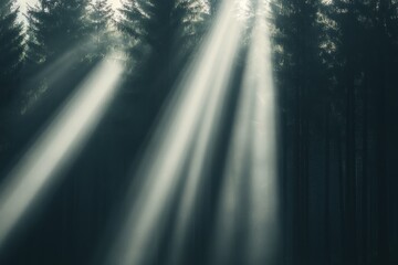 Sunlight Streaming Through a Dense Forest