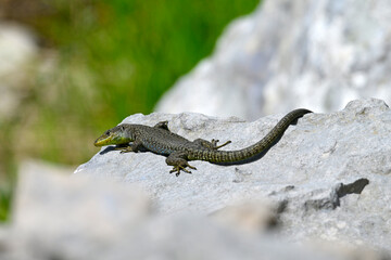 Mosoreidechse // Mosor rock lizard (Dinarolacerta mosorensis) - Orjen-Gebirge, Montenegro