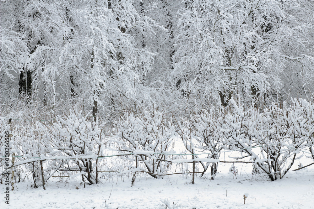 Wall mural beautiful trees covered in snow in a winter forest