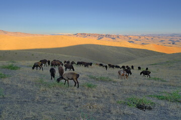 A small flock of sheep grazing on a hill.