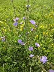 Common chicory. Vertical photo.