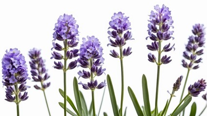 Obraz premium A close-up of lavender flowers showcasing their vibrant purple hues and green foliage.