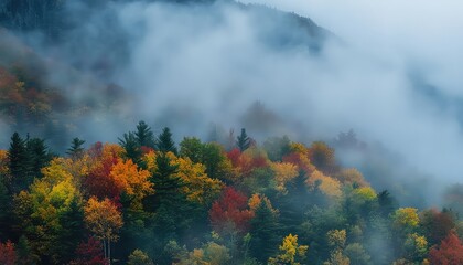 Fototapeta premium Misty Autumn Forest with Colorful Trees and Fog