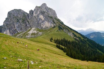 Fototapeta premium alpine view with cows grazing in the Bavarian Alps with Aggenstein mountain in the background on an overcast warm September day, Pfronten, Bavaria, Germany 