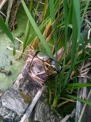 Forgotten spectacles rest among vibrant green reeds by a tranquil wetland on a sunny afternoon