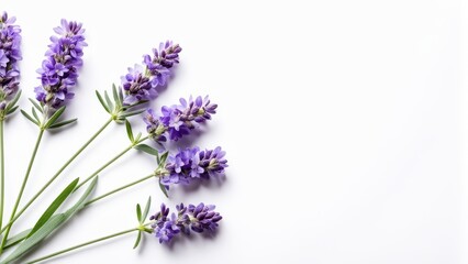 Obraz premium A cluster of lavender flowers arranged artistically on a white background.