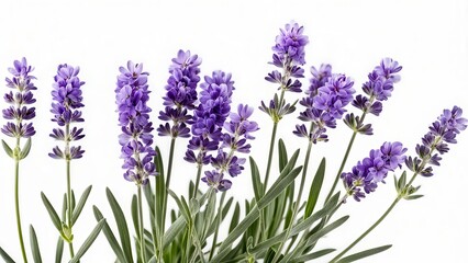 Fototapeta premium A cluster of lavender flowers showcasing vibrant purple hues and green leaves.