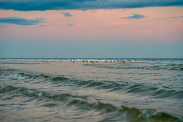 Seagulls resting on a sandbar as gentle waves roll in under a pastel sunset sky.