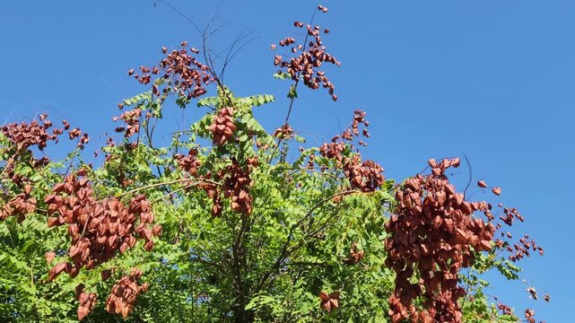 Seed pods of a goldenrain tree (Koelreuteria paniculata) in autumn