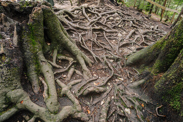 Close-up of exposed tree roots on a forest floor, intertwined and covered with moss, showcasing the rugged natural landscape of Bavaria..